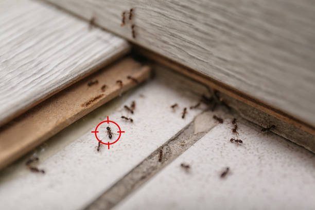 Flea Control Services in Norwalk, CA