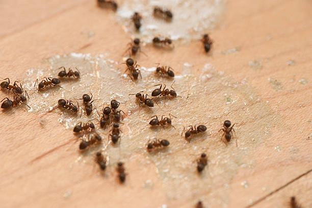 Best Pest Prevention Services  in Norwalk, CA